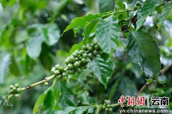 咖啡撬动大产业走出特色发展路PG电子麻将胡了试玩澜沧小(图2)